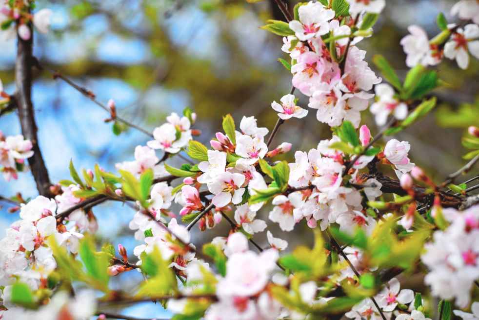 white petal flowering plant
